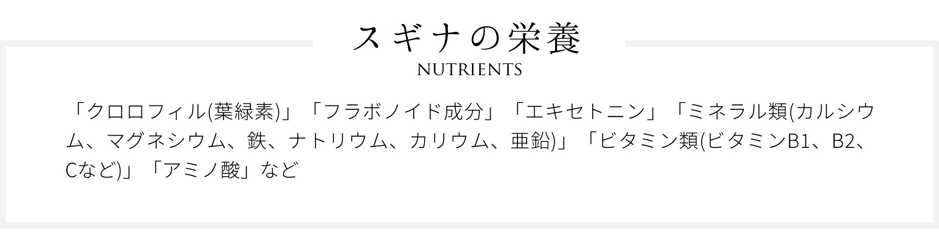 ミネラルの宝庫、スギナ