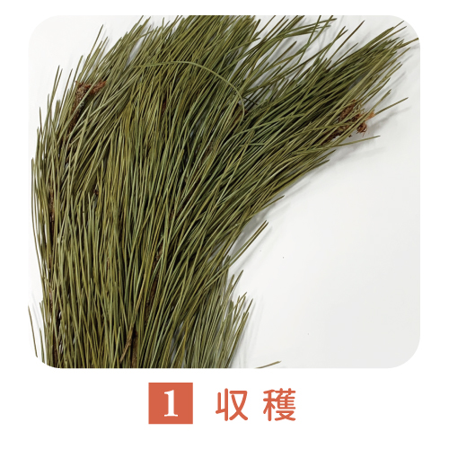 松葉パウダーの製造工程1