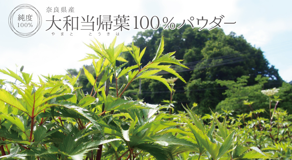 大和当帰葉純度100%パウダー(奈良県産)
