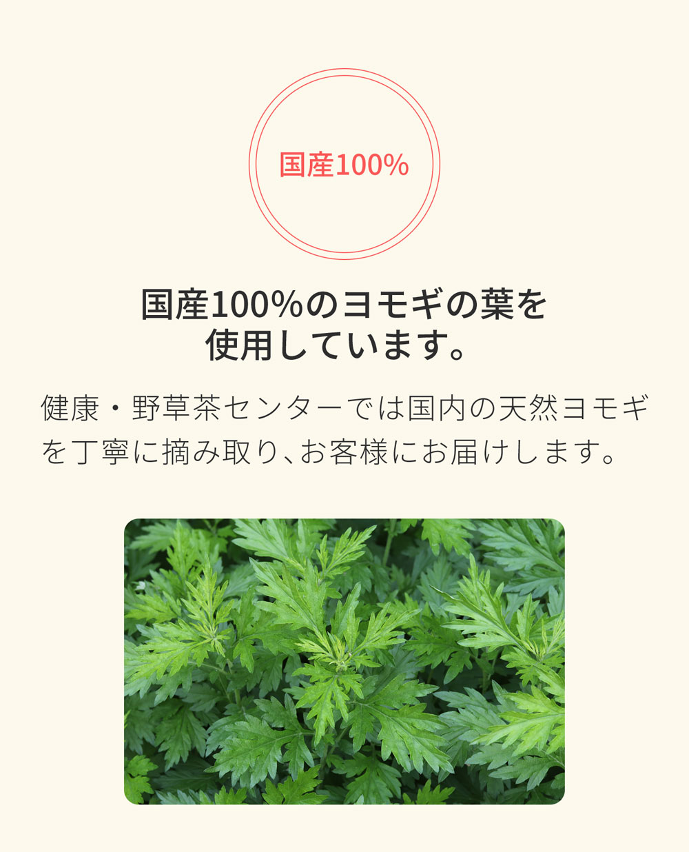 国産100％のヨモギの葉を使用しています。