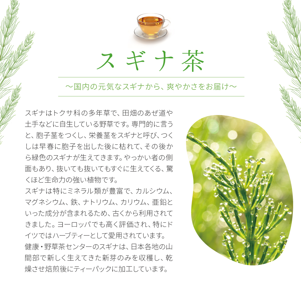 スギナはトクサ科の多年草で、田畑のあぜ道や土手などに自生している野草です。専門的に言うと、胞子茎をつくし、栄養茎をスギナと呼び、つくしは早春に胞子を出した後に枯れて、その後から緑色のスギナが生えてきます。やっかい者の側面もあり、抜いても抜いてもすぐに生えてくる、驚くほど生命力の強い植物です。そんな強さを持つスギナは特にミネラル類が豊富で、カルシウム、マグネシウム、鉄、ナトリウム、カリウム、亜鉛といった成分が含まれるため、古くから利用されてきました。ヨーロッパでも高く評価され、特にドイツではハーブティーとして愛用されています。健康・野草茶センターのスギナは、日本各地の山間部で新しく生えてきた新芽のみを収穫し、乾燥させ焙煎後にティーパックに加工しています。
