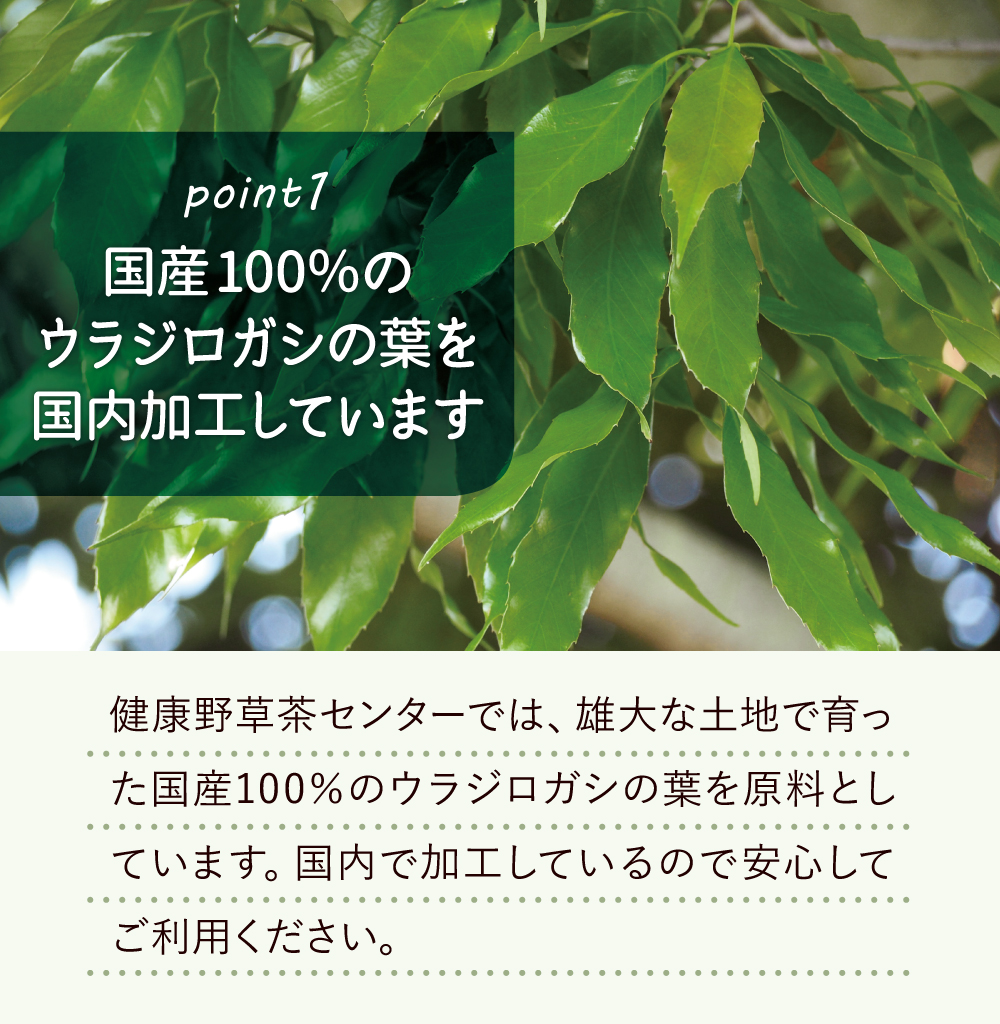 国産100％のウラジロガシの葉を国内加工しています