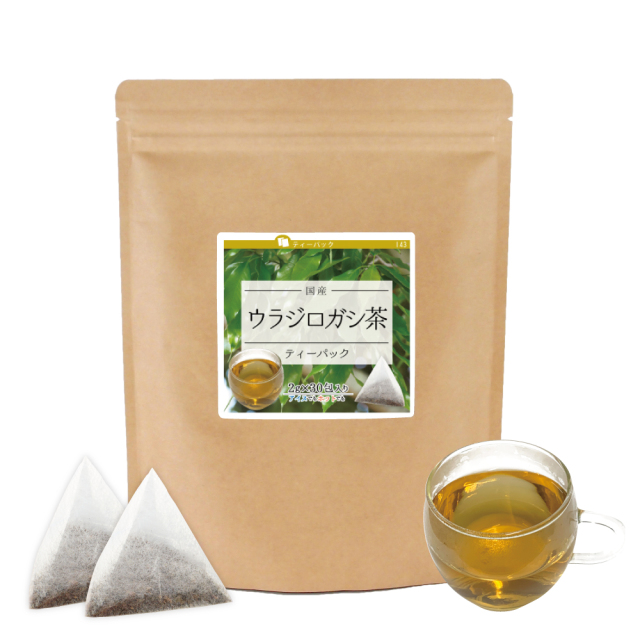 国産 ウラジロガシ茶ティーパック